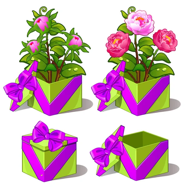 Coffret cadeau vert avec pivoines roses. Illustration vectorielle de fleurs dans le style dessin animé isolé sur fond blanc — Image vectorielle