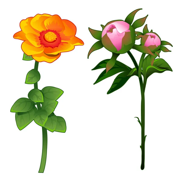 Zinnia florescente e rosa não-florescendo. Vector Ilustração flor em estilo cartoon isolado no fundo branco —  Vetores de Stock