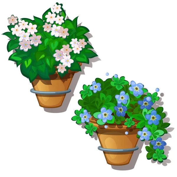 Flores brancas e azuis em vasos suspensos. Ilustração vetorial em estilo cartoon isolado em fundo branco —  Vetores de Stock