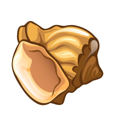 Seashell portre karikatür tarzı. Doğa deniz kabuğu tarak. Beyaz arka plan üzerinde izole vektör çizim