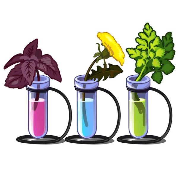 Растения в химических трубах с различными жидкостями. Инкубатор для хранения трав. Бэзил, цветок и петрушка. Векторная иллюстрация в карикатурном стиле на белом фоне — стоковый вектор