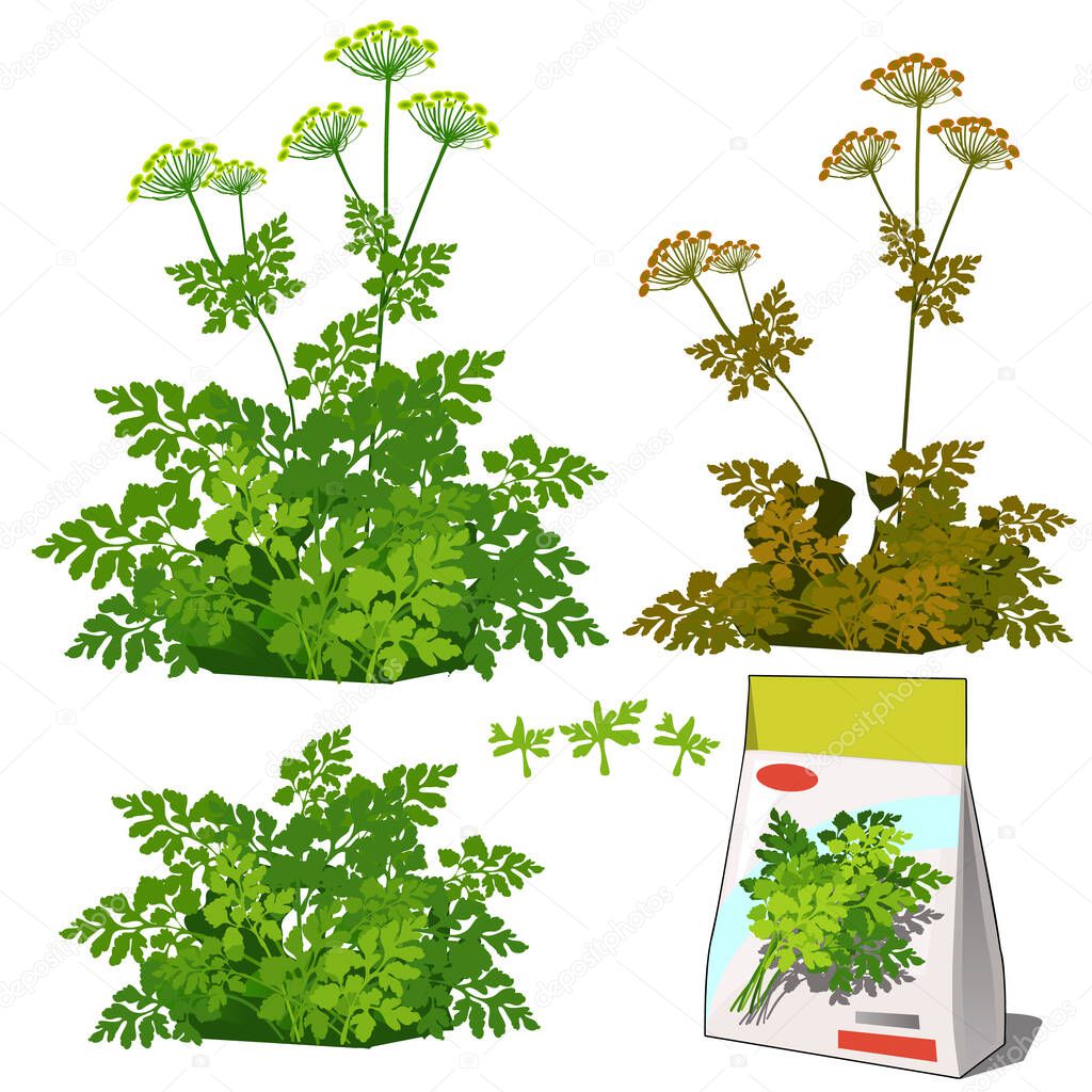Set of stages of life of a agricultural plant parsley isolated on white background. Paper packaging for storage of seeds. Vector cartoon close-up illustration.