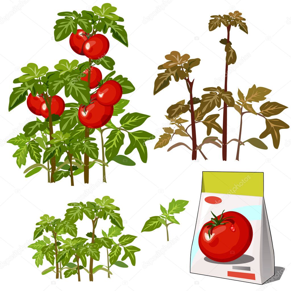 Set of stages of life of a agricultural plant red tomato isolated on white background. Paper packaging for storage of seeds. Vector cartoon close-up illustration.