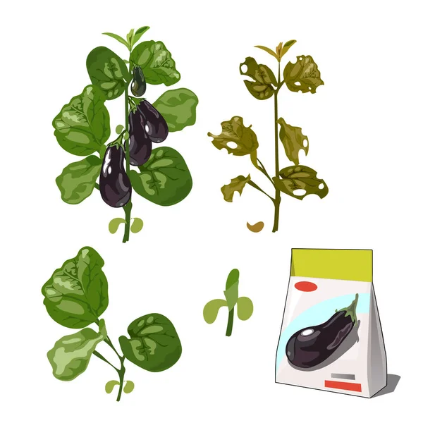 Reeks levensfasen van een landbouwplant aubergine geïsoleerd op witte achtergrond. Papieren verpakking voor de opslag van zaden. Vector cartoon close-up illustratie. — Stockvector