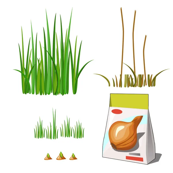 Állítsa életszakaszában egy mezőgazdasági növény zöld hagyma elszigetelt fehér alapon. Papírcsomagolás vetőmagok tárolására. Vektor rajzfilm közelkép illusztráció. — Stock Vector
