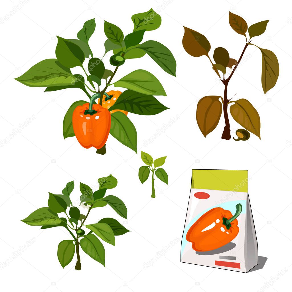Set of stages of life of a agricultural plant sweet bell peppers isolated on white background. Paper packaging for storage of seeds. Vector cartoon close-up illustration.