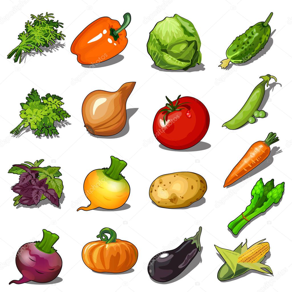 Set of ripe vegetables isolated on white background. Vector cartoon close-up illustration.