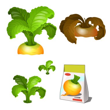 Beyaz arka planda izole edilmiş bir tarımsal şalgam bitkisinin yaşam evreleri. Tohumların depolanması için kağıt paketleme. Vektör karikatürü yakın çekim illüstrasyonu.