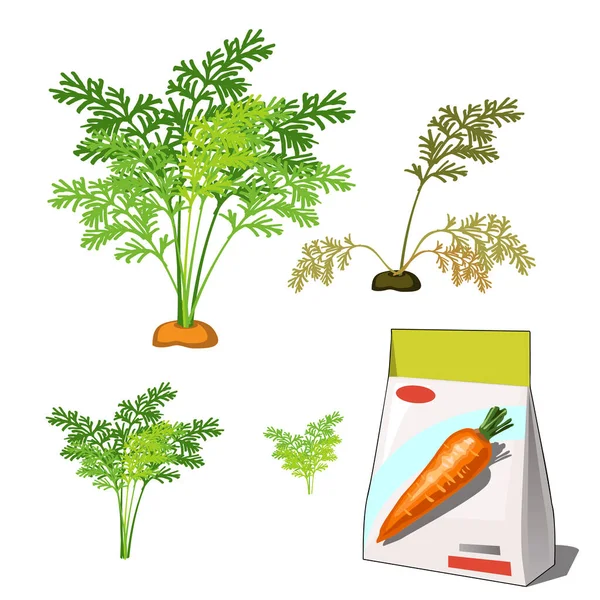 Conjunto de etapas de la vida de una planta agrícola zanahoria roja aislada sobre fondo blanco. Embalaje de papel para el almacenamiento de semillas. ilustración de primer plano de dibujos animados vectoriales . — Archivo Imágenes Vectoriales