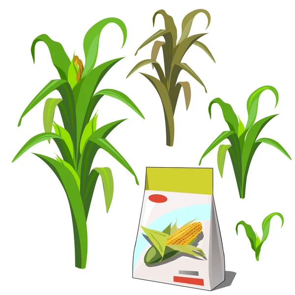 Set of stages of life of a agricultural plant corn isolated on white background. Paper packaging for storage of seeds. Vector cartoon close-up illustration. — Stock Vector