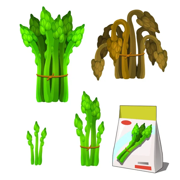 Serie di stadi di vita di una pianta agricola asparagi verdi isolati su sfondo bianco. Imballaggio di carta per immagazzinamento di semi. Illustrazione ravvicinata del fumetto vettoriale . — Vettoriale Stock