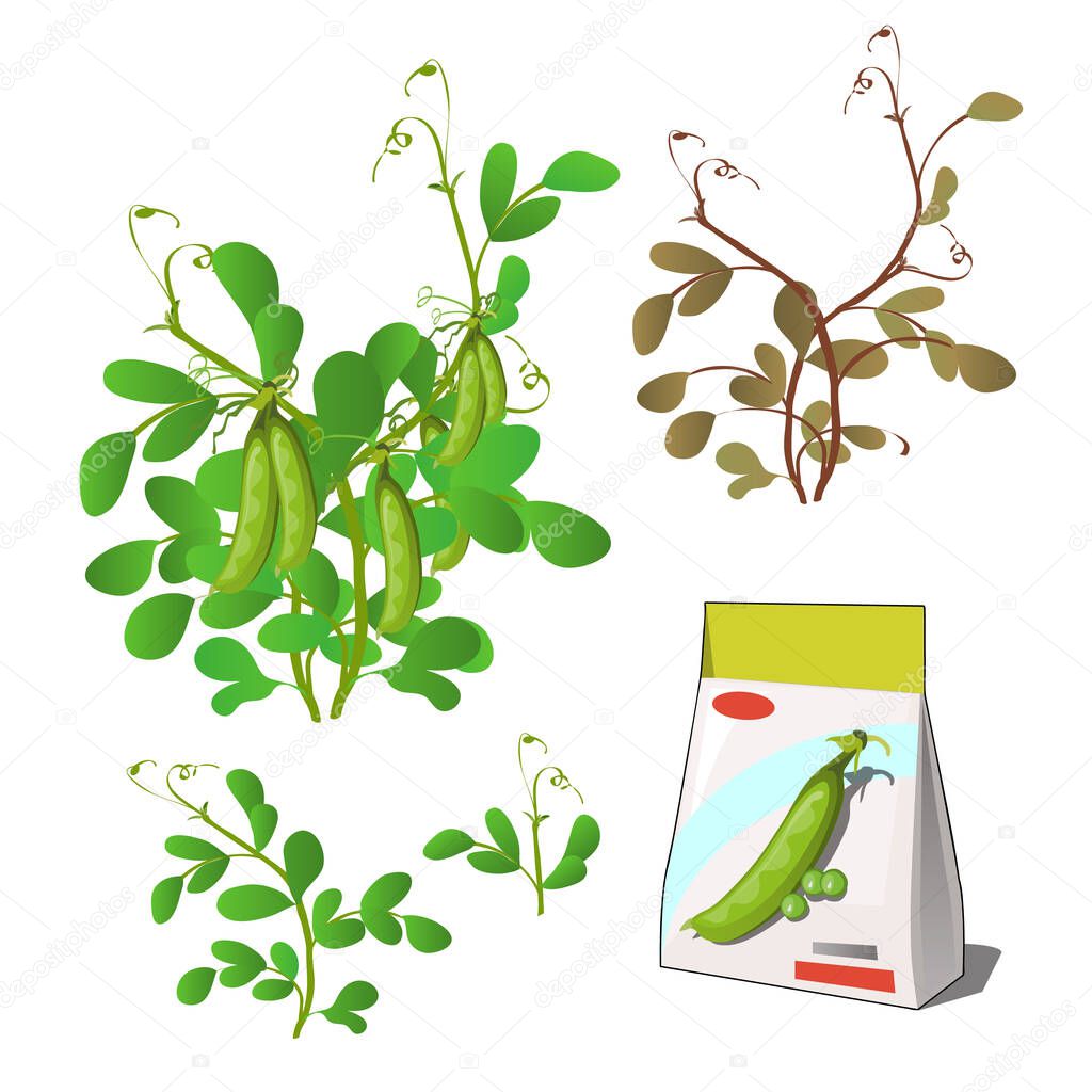 Set of stages of life of a agricultural plant green pea isolated on white background. Paper packaging for storage of seeds. Vector cartoon close-up illustration.