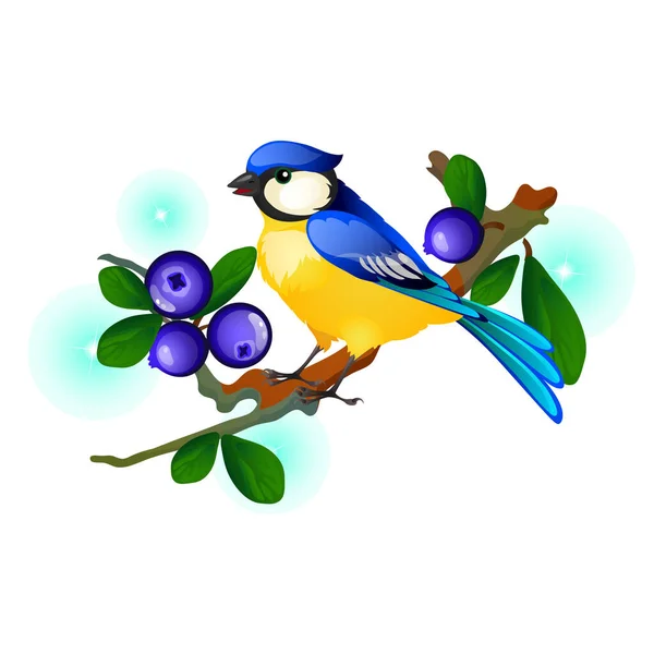 Uccello azzurro e giallo seduto su un ramo con bacche blu isolate su sfondo bianco. Illustrazione ravvicinata del fumetto vettoriale . — Vettoriale Stock