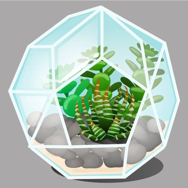 Composição sob a forma de um terrário de vidro formas multifacetadas com pedras e crescente mini-suculentas jardim isolado sobre fundo cinza. Desenhos animados vetoriais ilustração close-up . — Vetor de Stock