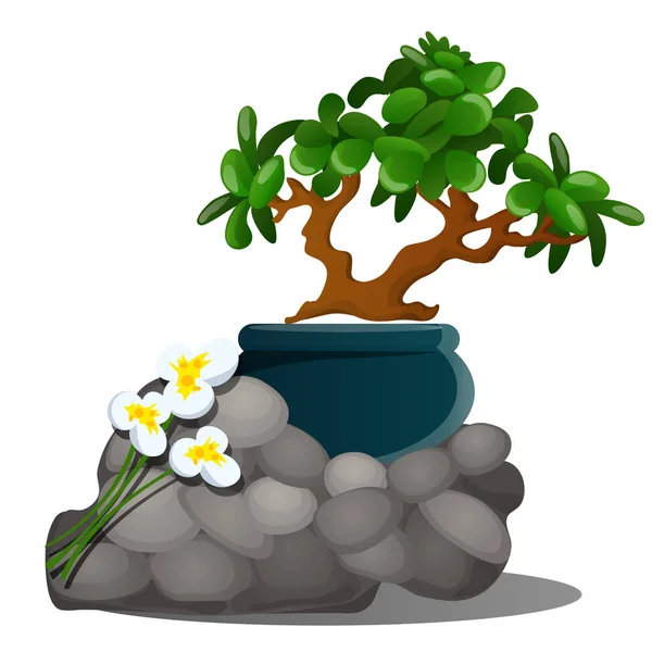 En vacker komposition av grå stenar, en miniatyr krukväxter träd bonsai och färska vårblommor påskliljor isolerade på vit bakgrund. Vektor tecknad närbild illustration. — Stock vektor