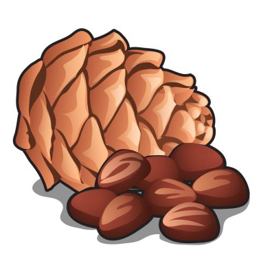 Beyaz arka planda fındıklı sedir kozalağı. Vektör karikatürü yakın çekim illüstrasyonu.