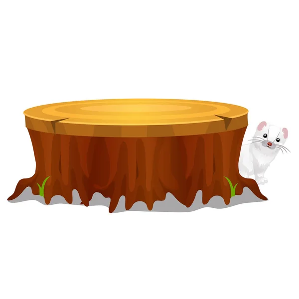 Old stump in the forest and Least Weasel or Mustela nivalis isolated on white background. Vector cartoon close-up illustration. — Stock Vector
