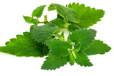 Taze yeşil nane, Melisa beyaz arka plan üzerinde