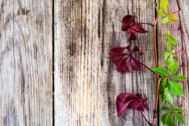 Ahşap Rustik arka plan üzerinde Parthenocissus