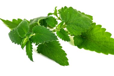 Taze yeşil nane, Melisa beyaz arka plan üzerinde