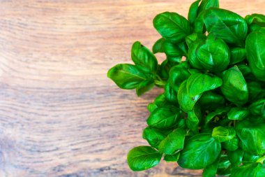 Taze yeşil fesleğen