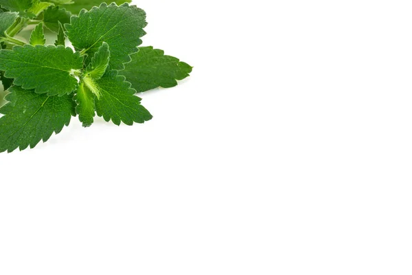 新鮮な緑のミント、レモンバーム白地 — ストック写真
