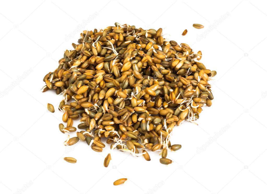 Germinated Wheat, Rye and Barley