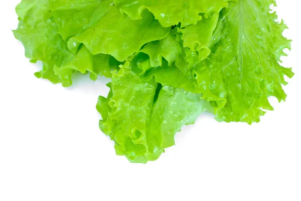 Zöld saláta — Stock Fotó