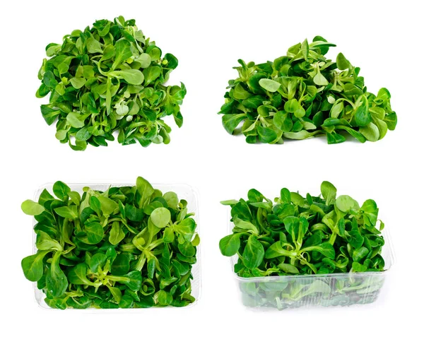 Frisch saftigen grünen Maissalat isoliert auf weißem Hintergrund — Stockfoto