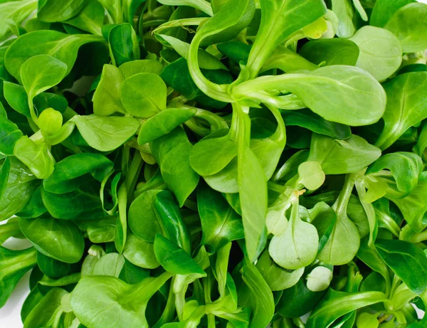 Salade de maïs vert juteuse fraîche isolée sur fond blanc — Photo