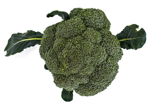 Cabeça pequena de brócolis em um fundo branco — Fotografia de Stock