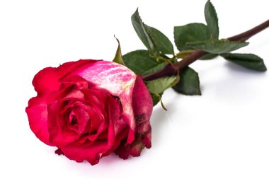 Beyaz arkaplanda güller