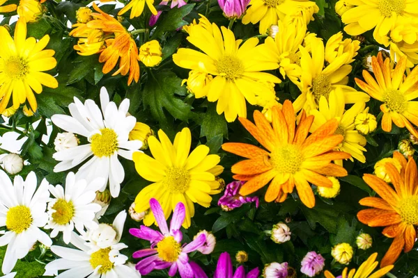 Arreglo de flores frescas en una maceta —  Fotos de Stock