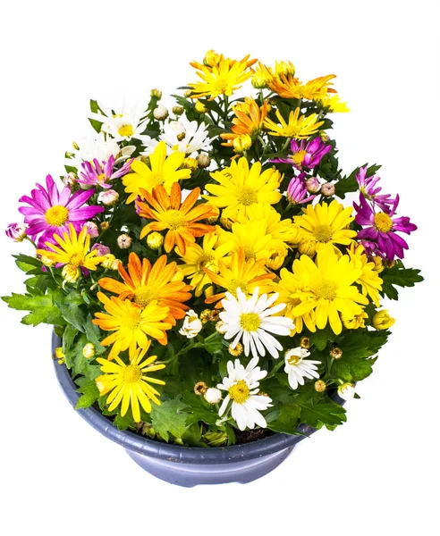 Arrangement of fresh flowers in a pot — Stock Photo, Image