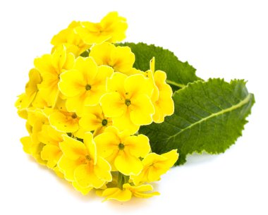 Farklı çeşitleri üzerinde beyaz backgrou izole bahçe çiçekleri