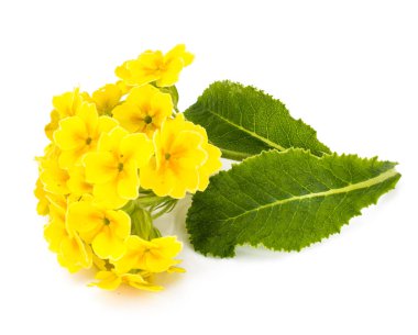 Farklı çeşitleri üzerinde beyaz backgrou izole bahçe çiçekleri