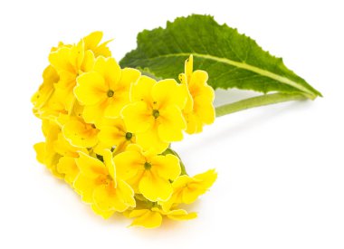 Farklı çeşitleri üzerinde beyaz backgrou izole bahçe çiçekleri