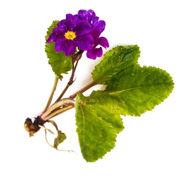 Farklı çeşitleri üzerinde beyaz backgrou izole bahçe çiçekleri