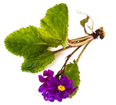 Farklı çeşitleri üzerinde beyaz backgrou izole bahçe çiçekleri