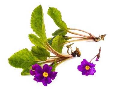 Farklı çeşitleri üzerinde beyaz backgrou izole bahçe çiçekleri