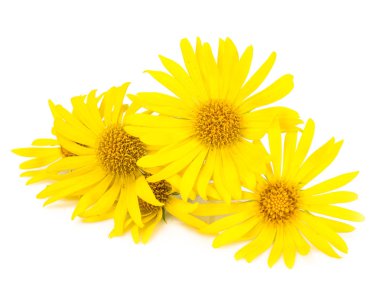 Farklı çeşitleri üzerinde beyaz backgrou izole bahçe çiçekleri