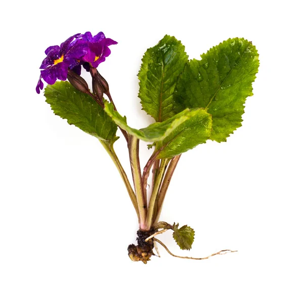 Flores de jardín de diferentes variedades aisladas sobre fondo blanco — Foto de Stock