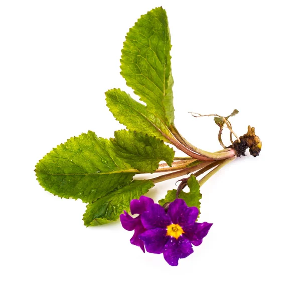 Flores de jardín de diferentes variedades aisladas sobre fondo blanco —  Fotos de Stock