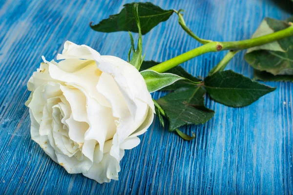1 つ古い白いバラ — ストック写真