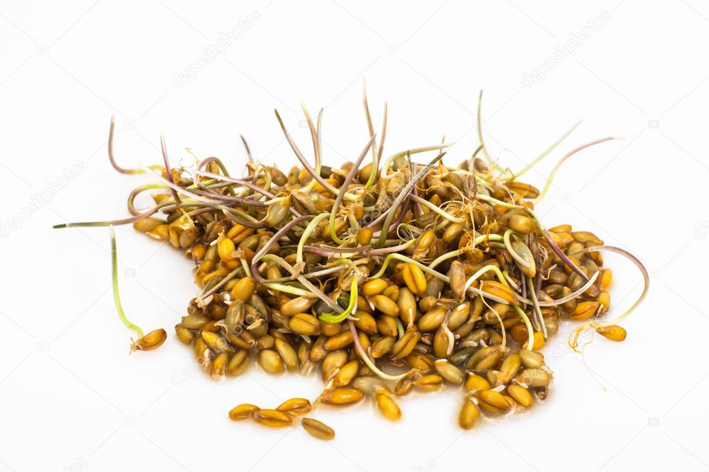 Young shoots sprouted grains of cereals