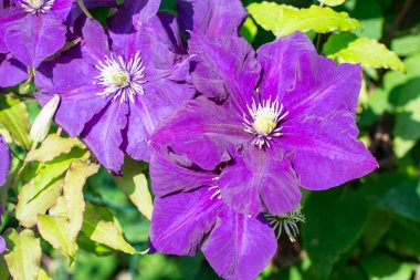 Akasma-çiçek peyzaj tasarımı için