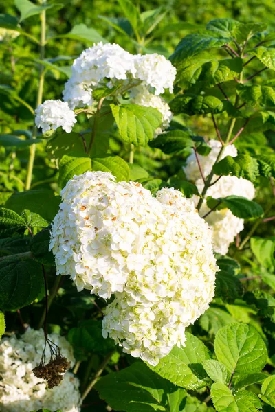 Hydrangée blanche à grandes fleurs — Photo