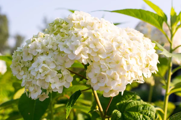 Hydrangea white large-flowered — Stock Photo, Image
