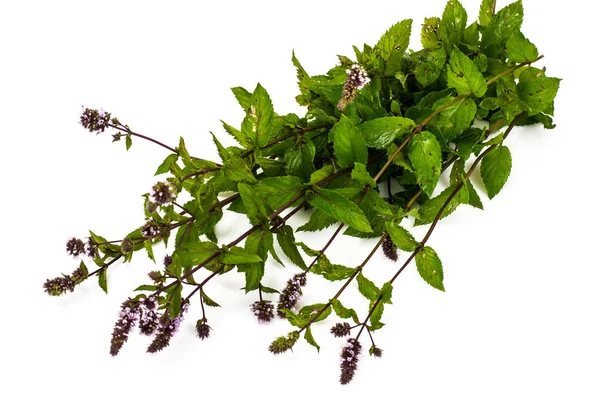 Ramo de ramas frescas con flores de orégano —  Fotos de Stock