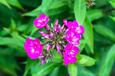 Bahçedeki kokulu phlox
